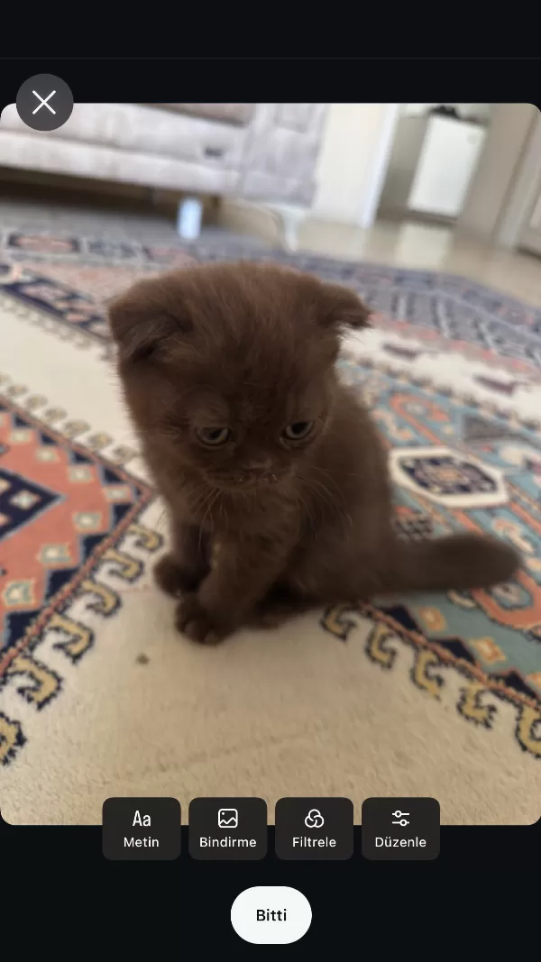 Özel Renk Çikolata Scottish Fold
