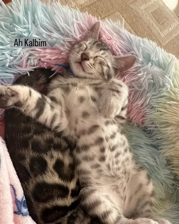 Sahibinden Wcf Kayıtlı Şecereli Bengal Kedilerim