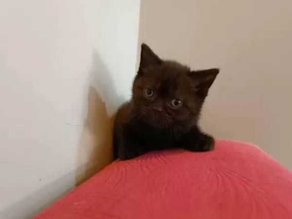 Sağlıklı Köyü Tarçın Kedimiz