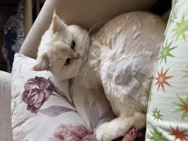 British Shorthair Kedilerimiz Sahiplendirilecektir