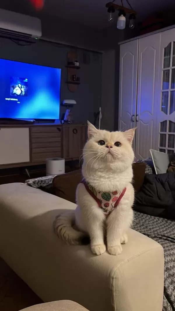British Shorthair Kedilerimiz Sahiplendirilecektir