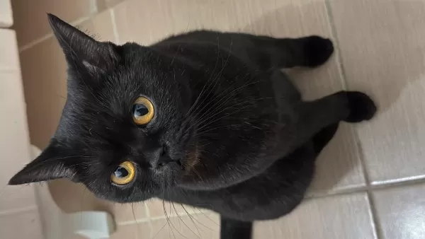 British Shorthair Kedilerimiz Sahiplendirilecektir