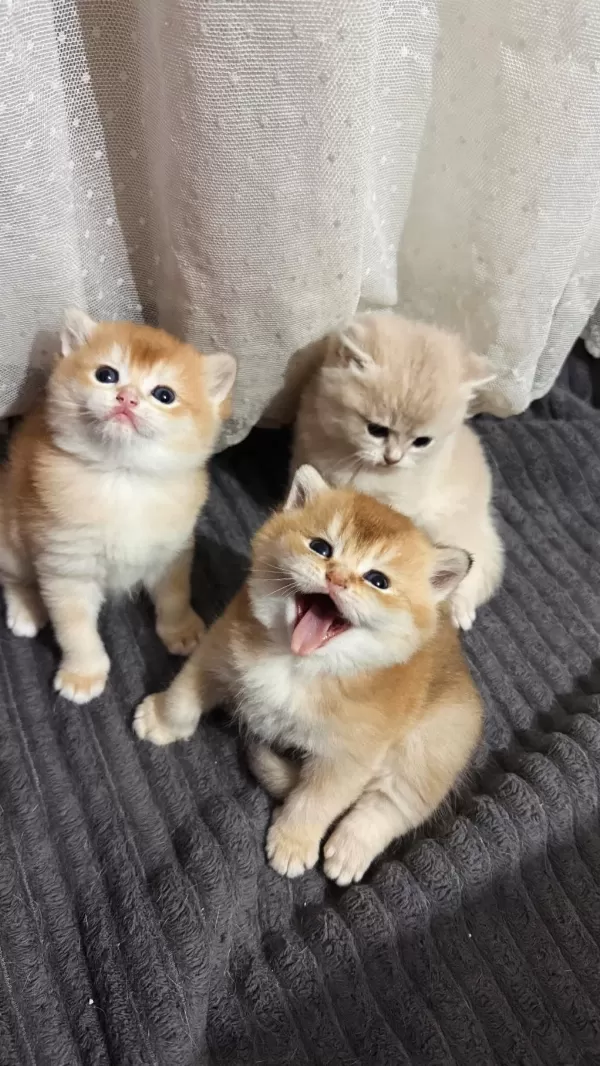 Ny11 Ve Ay11 Safkan British Shorthair Golden Bebekler