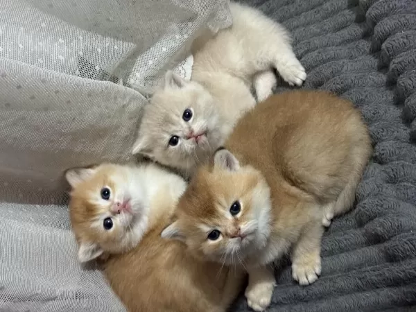 Ny11 Ve Ay11 Safkan British Shorthair Golden Bebekler