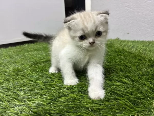 Scottish Fold Shaded