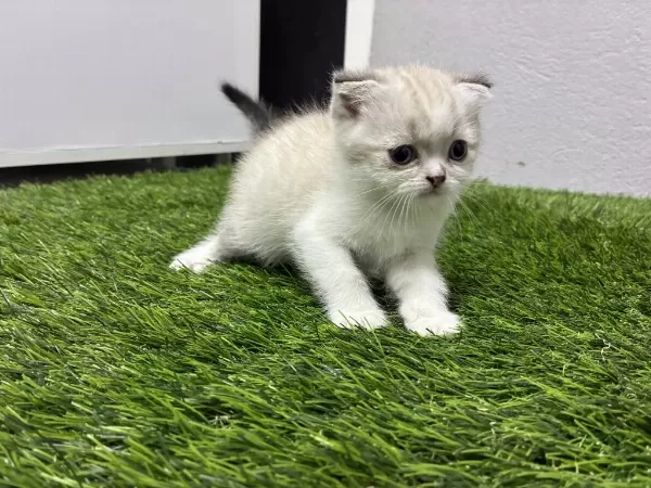 Scottish Fold Shaded