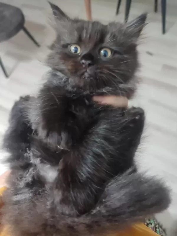 2 Aylık 4 Tane Yavru Kedilerimiz