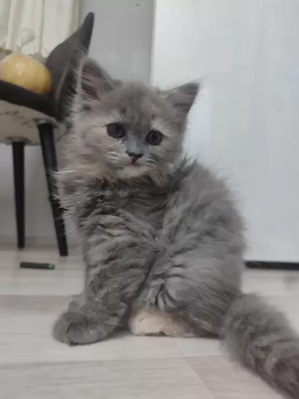 2 Aylık 4 Tane Yavru Kedilerimiz