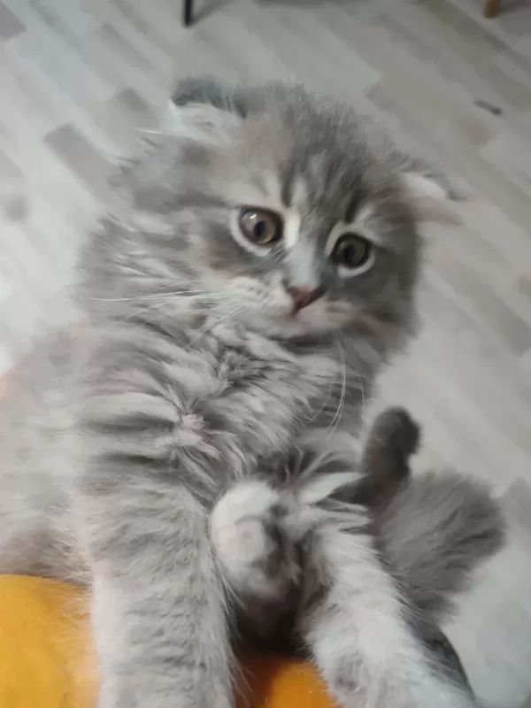 2 Aylık 4 Tane Yavru Kedilerimiz