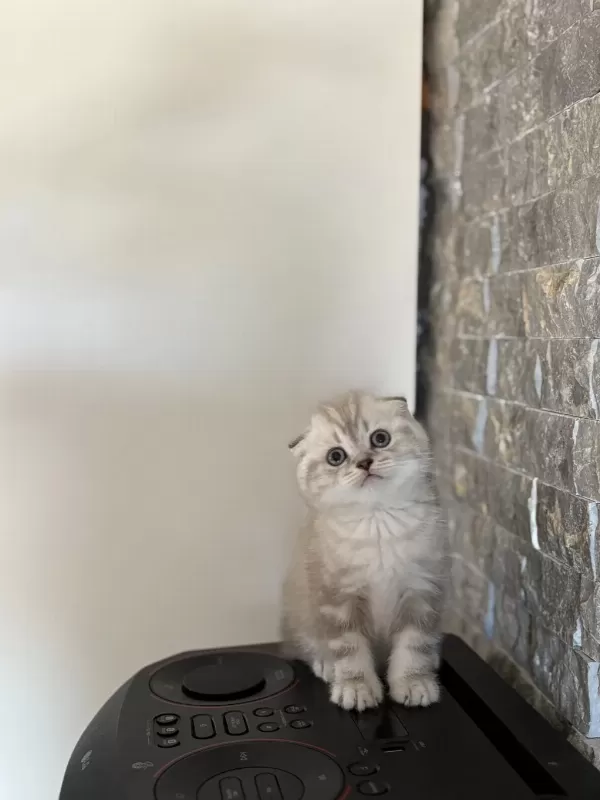 Scottish Fold Yavrularim