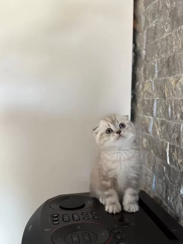 Scottish Fold Yavrularim