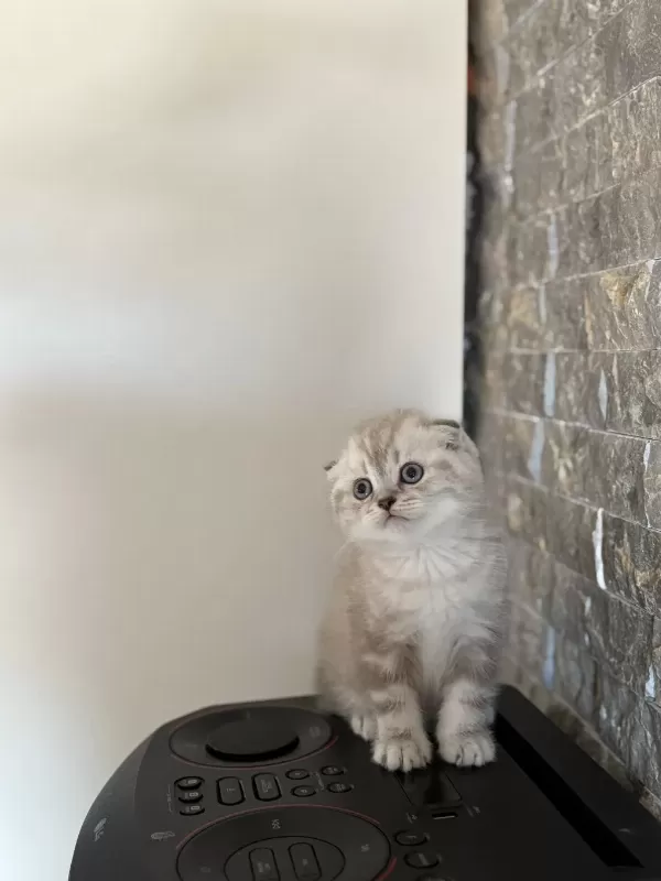 Scottish Fold Yavrularim