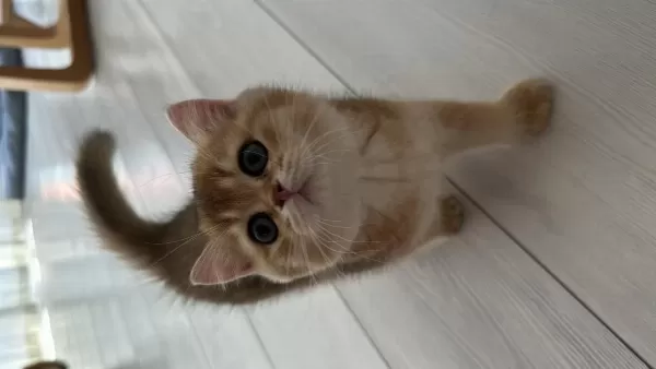 3 Aylik Golden British Shorthair