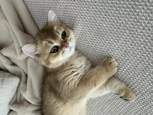 3 Aylik Golden British Shorthair