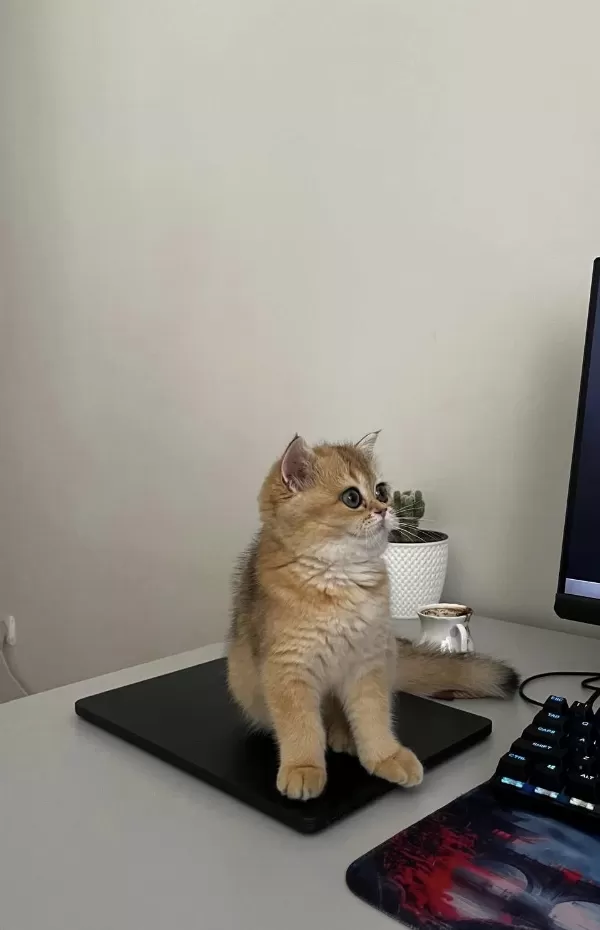3 Aylik Golden British Shorthair