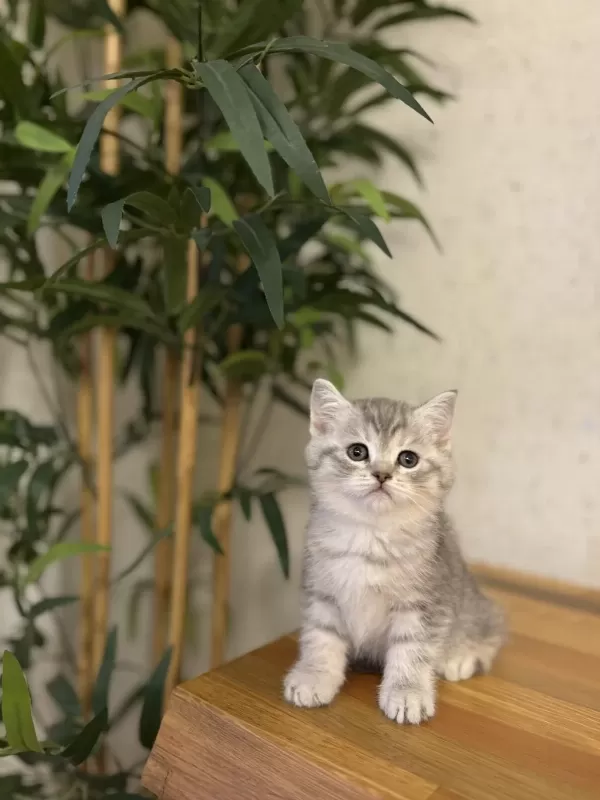 British Shorthair A Kalite Yavrularim