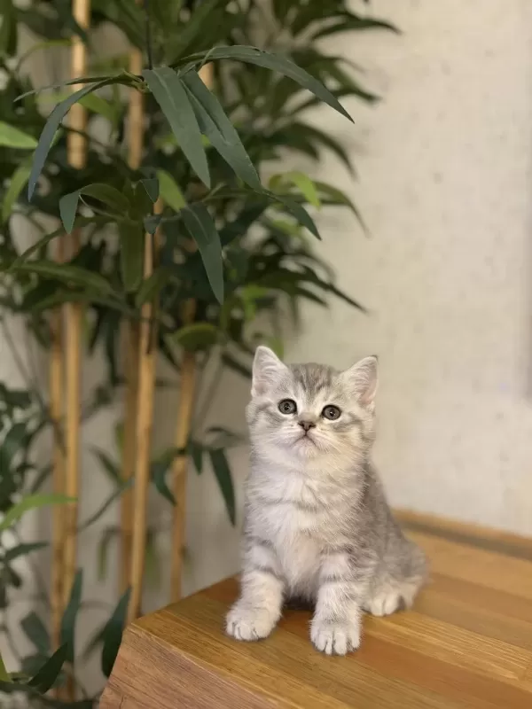 British Shorthair A Kalite Yavrularim