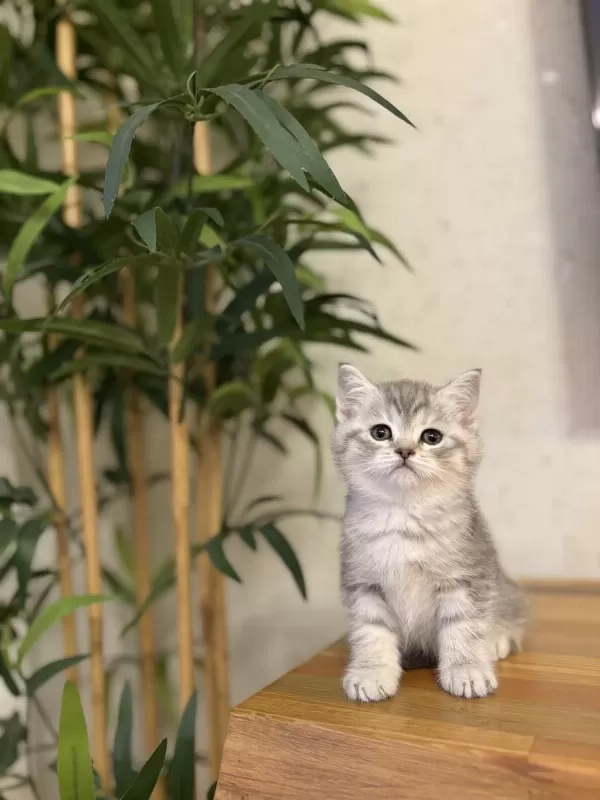 British Shorthair A Kalite Yavrularim