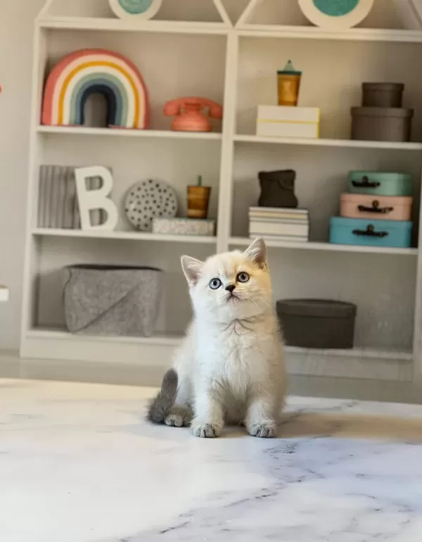British Shorthair Silver Point Yavrularim