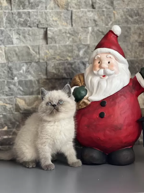British Shorthair Blue Point Yavrularim