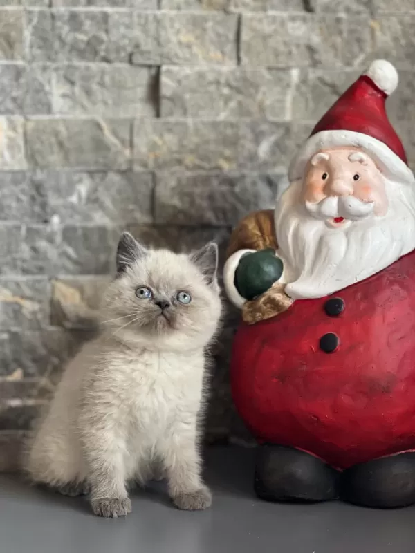 British Shorthair Blue Point Yavrularim