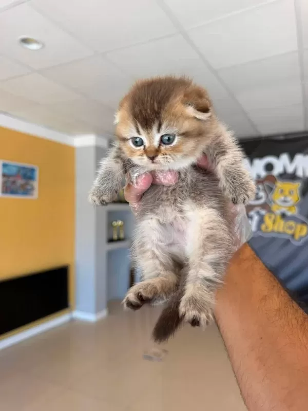 Golden Scottish Fold Yavrularimiz Ankara Mağazamizda