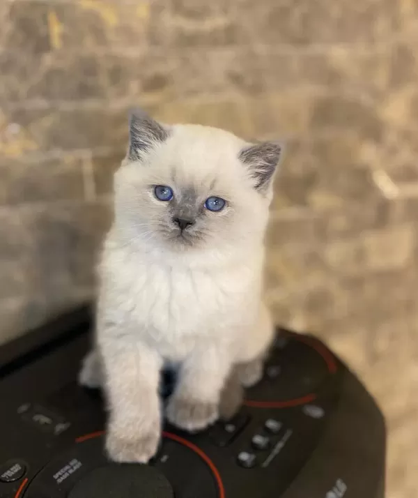 British Shorthair Blue Point Yavrularim