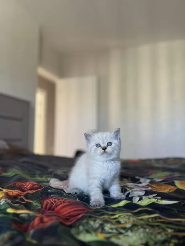 British Shorthair Silver Yavrularim