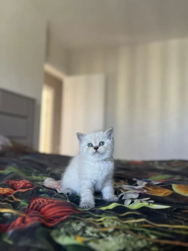 British Shorthair Silver Yavrularim
