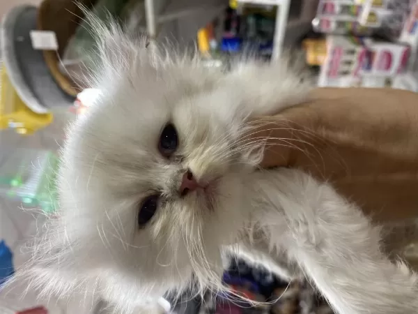 Golden British Longhair Yavrularimiz
