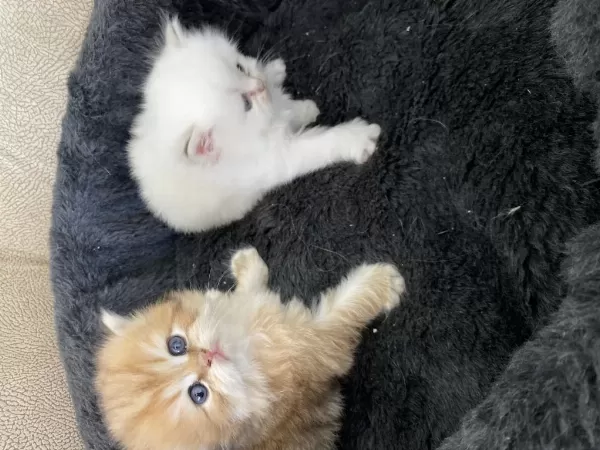 Golden British Longhair Yavrularimiz