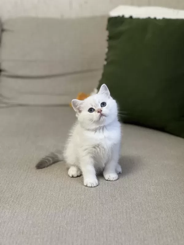 Safkan Oyuncu Sevecen British Shorthair Yavru