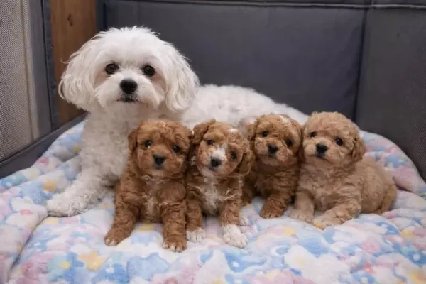 Maltipoo Yavrularimiz