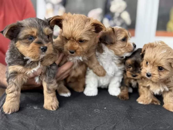 Show Kalite Tea Cup Morkie Yavrular Ziyarete Açık