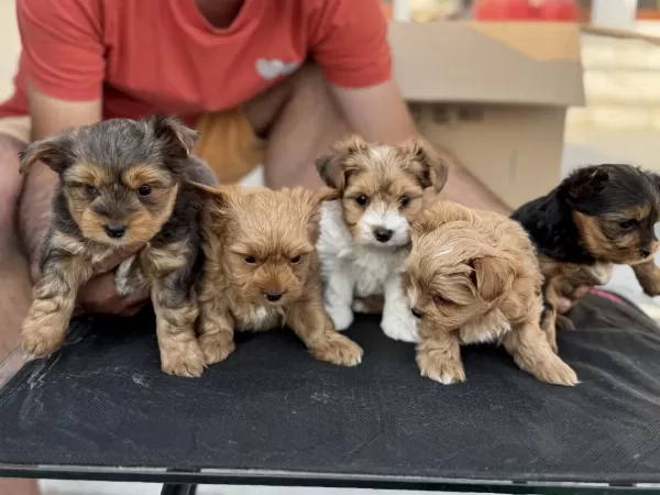 Show Kalite Tea Cup Morkie Yavrular Ziyarete Açık
