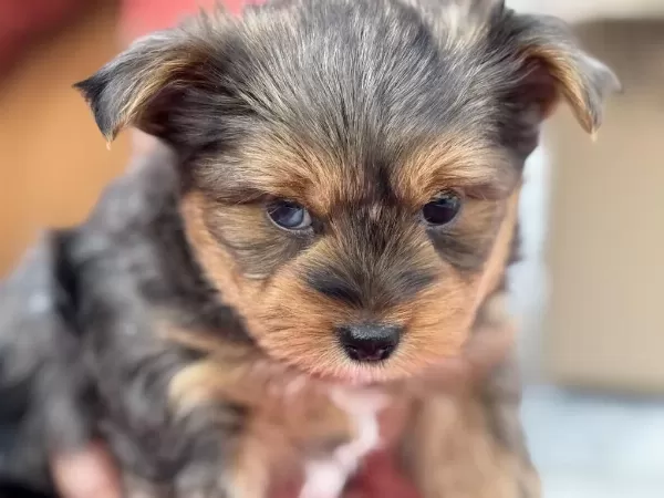 Show Kalite Tea Cup Morkie Yavrular Ziyarete Açık