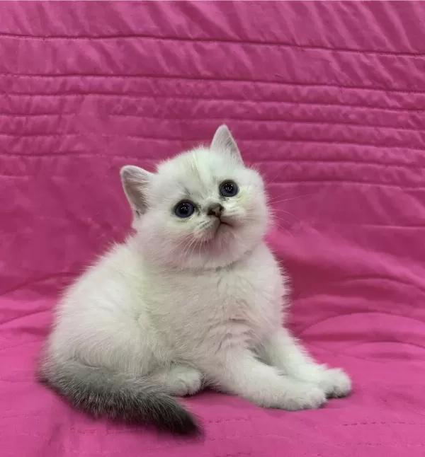 British Shorthair Silver Point Yavrularim