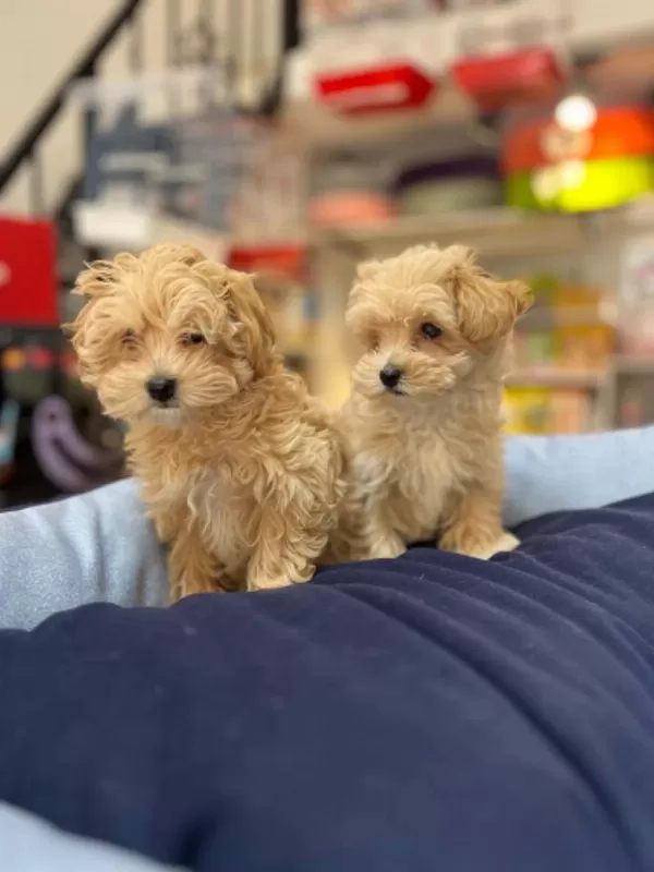 Tüy Dökmeyen Hipoalerjenik Teacup Maltipoo Yavrular