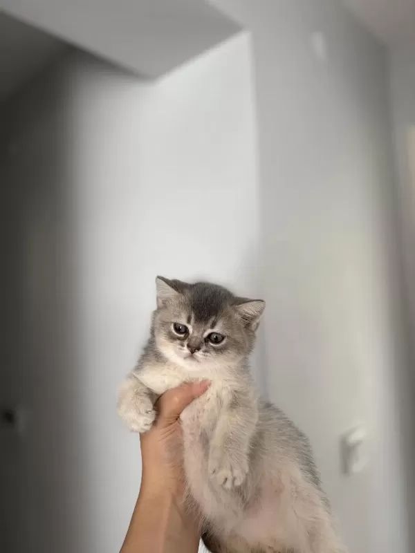 Sevimli British Shorthair Yavrularim