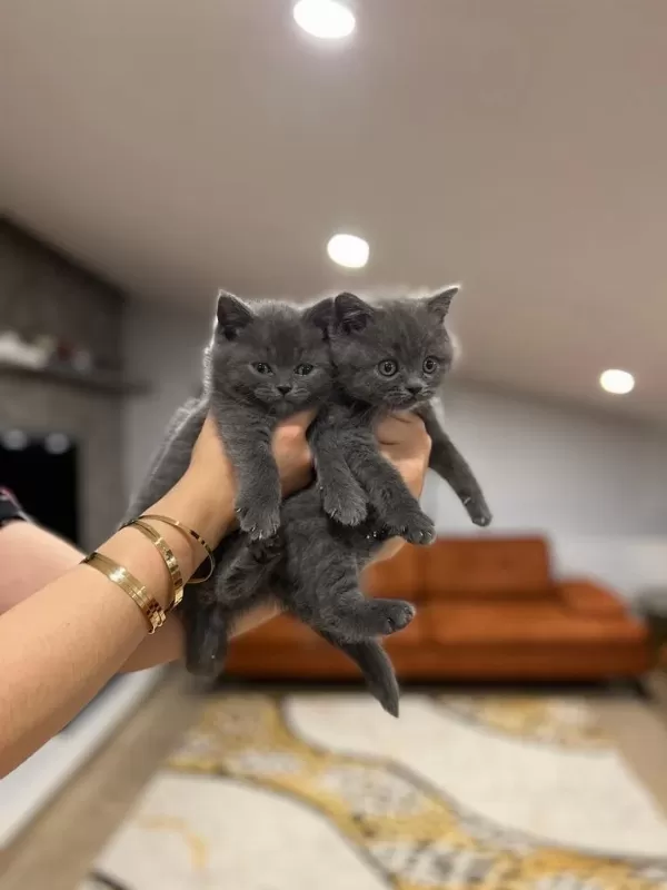 Gri British Shorthair Yavrularim