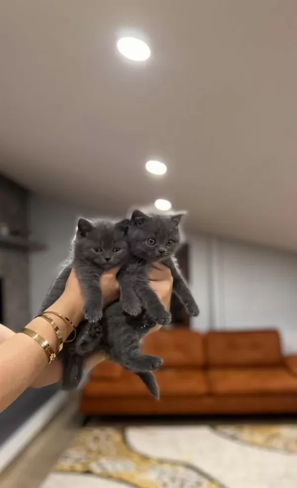 Gri British Shorthair Yavrularim