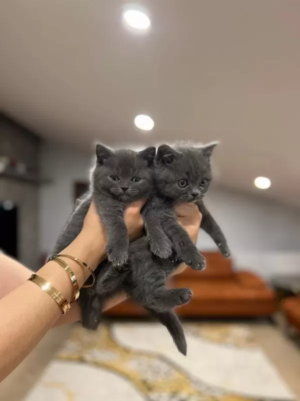Gri British Shorthair Yavrularim