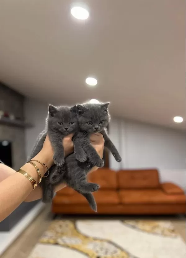 Gri British Shorthair Yavrularim