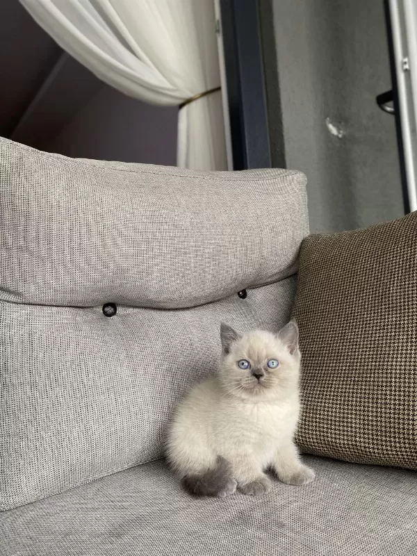 İrk Ve Sağlik Garantili British Shorthair Yavrular