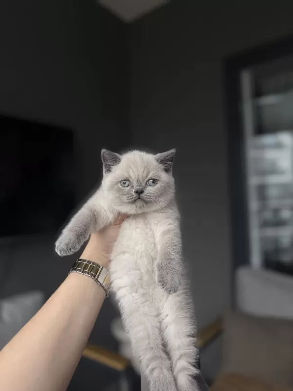 British Shorthair Blue Point Yavrularim