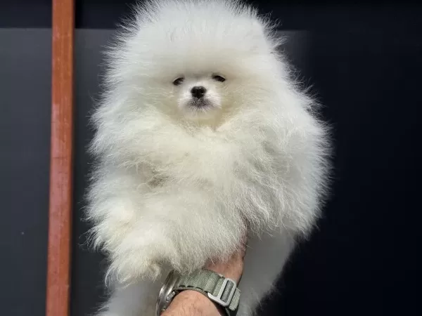 Petmode Köpek Çiftliğinden Teddy Face Pomeranian