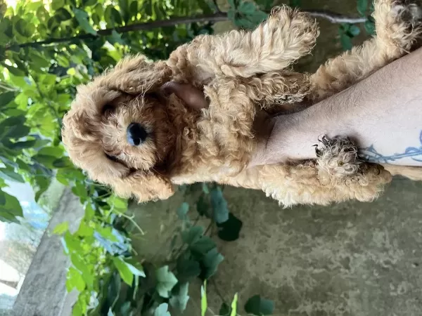 Sağlık İrk Garantili Poodle Bebekler