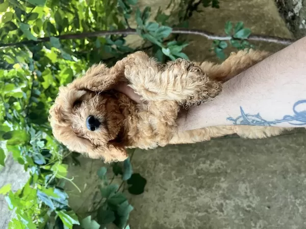 Sağlık İrk Garantili Poodle Bebekler