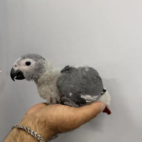 70 Günlük Bebek Jako El Besleme