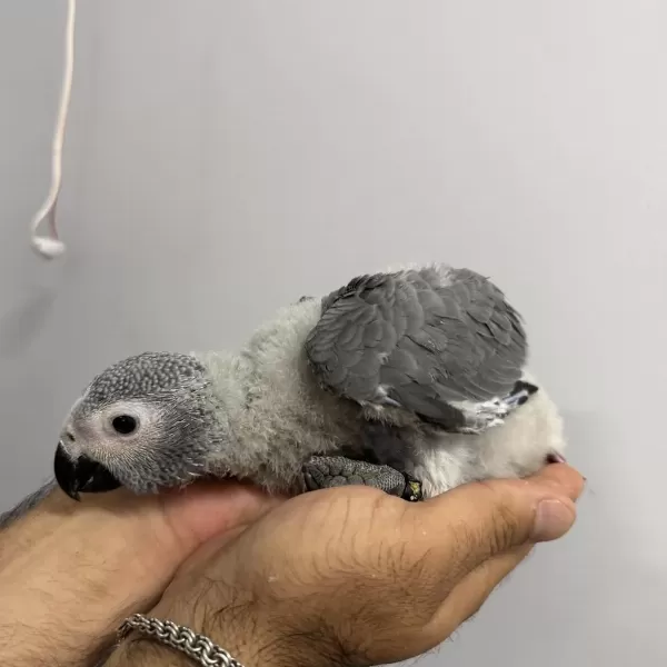 70 Günlük Bebek Jako El Besleme